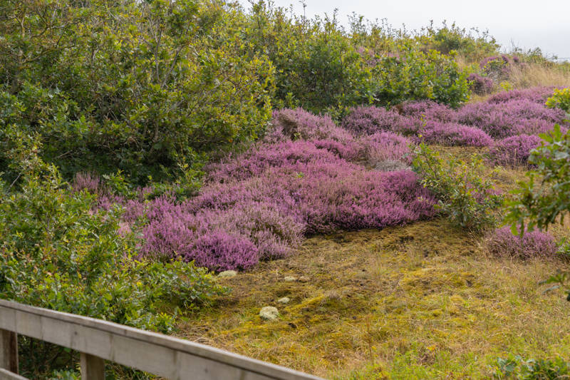 Praktische Packliste für Ihren Urlaub in Callantsoog – komplett & LekkerNaarZee-tauglich